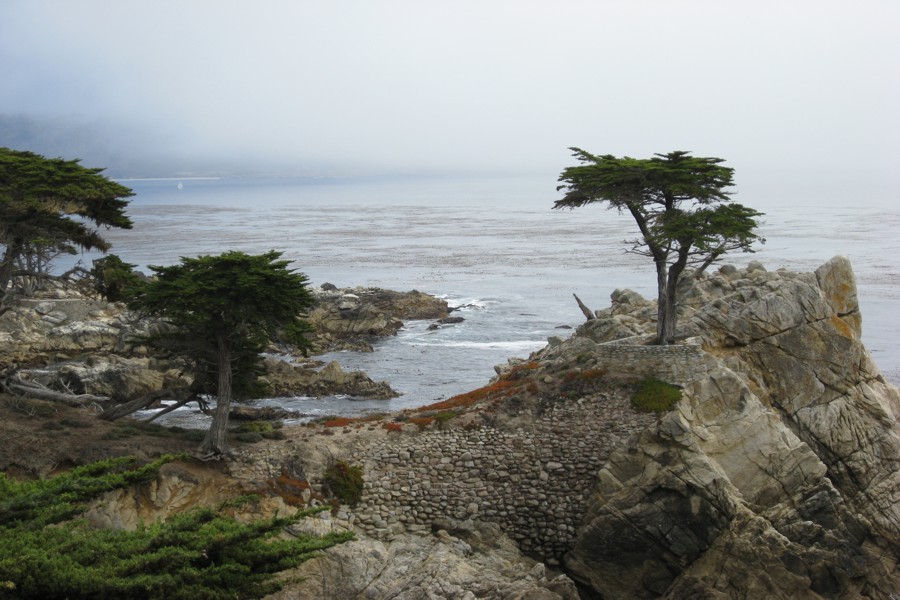 ../image/17 mile drive lone cypress 2.jpg